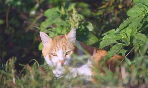 Esporotricosis En Gatos Causas S Ntomas Y Tratamiento Gatosperros Net