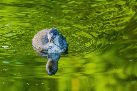 The Eurasian Coot Fulica Atra Also Known As The Common Coot Swims On