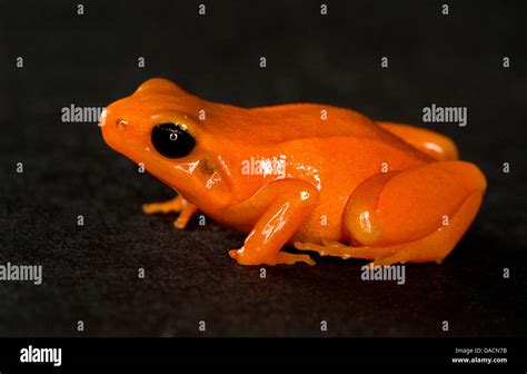 Orange And Black Poison Dart Frog Hi Res Stock Photography And Images