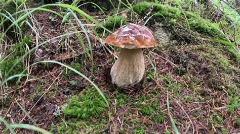 Funghi Porcini Agosto Alta Quota Con Pioggia Youtube