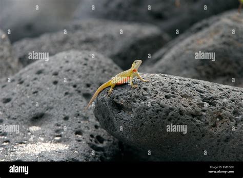 Hembra de lagarto de Lava Microlophus albemarlensis endémicas de