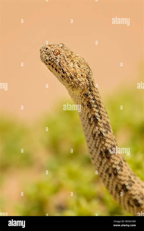 Peringuey S Adder Bitis Peringueyi Small Venomous Viper From Namib