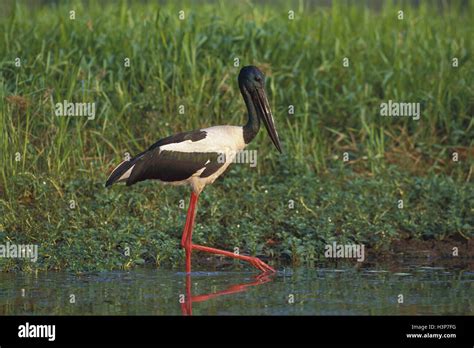 Black Necked Stork Ephippiorhynchus Asiaticus Stock Photo Alamy