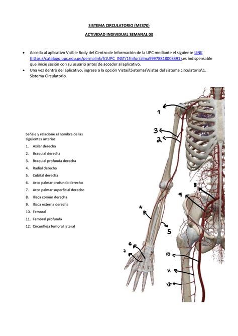 Me Sc Tarea Sem Sistema Circulatorio Me Actividad