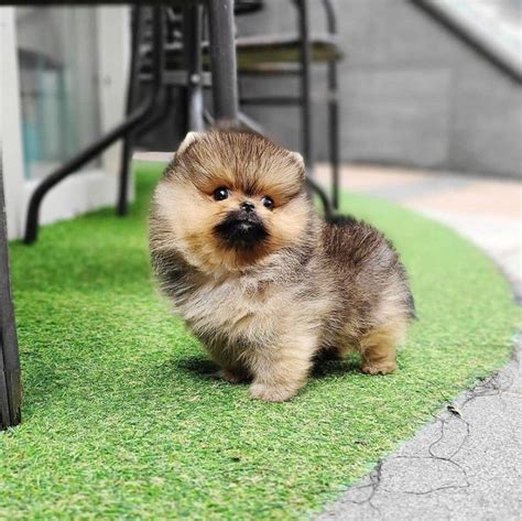 Teacup Pomchi Puppies For Sale Near Me - Pets Lovers