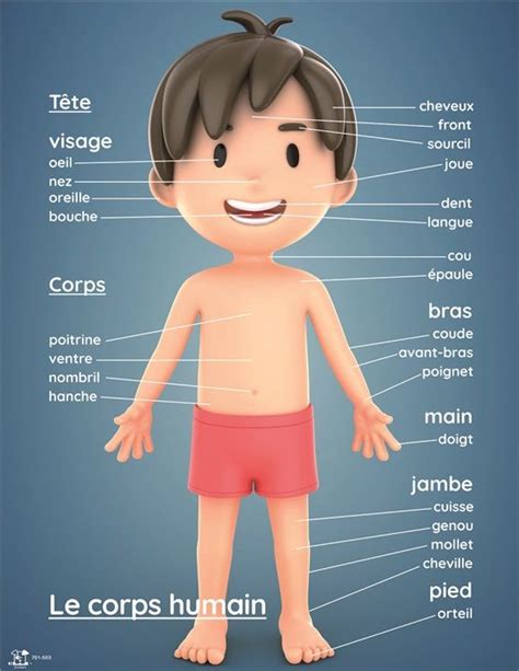 Les Parties Du Corps Partie Du Corps Exercice De Francais Cm Corps