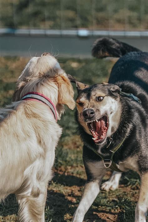 how to let dogs meet