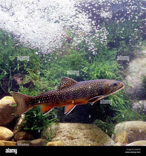 Trout Underwater Hi Res Stock Photography And Images Alamy