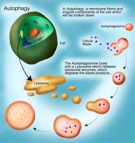 Autofagia Comerse A Uno Mismo Bien Vale Un Nobel Dciencia