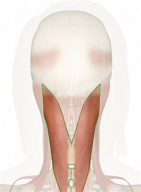 Esplenio de la cabeza Anatomia musculos Músculos del cuello Músculo