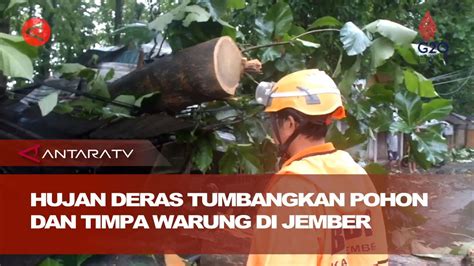 Hujan Deras Angin Kencang Di Jember Tumbangkan Pohon Timpa Warung