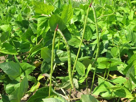 Red Ripper Cowpea White Harvest Seed Company