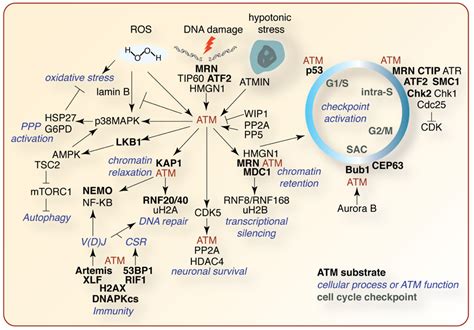 Frontiers The Atm Signaling Network In Development And Disease