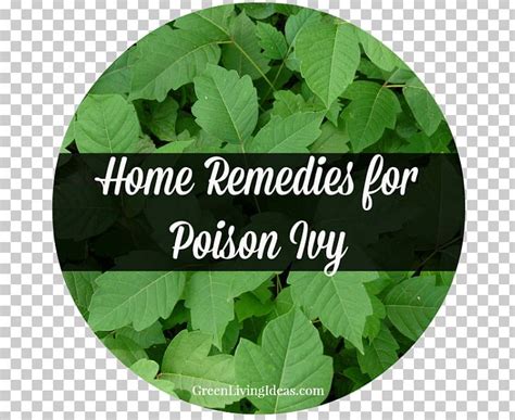 Poison Ivy Pacific Poison Oak Poison Sumac PNG, Clipart, Allergy, Cure ...