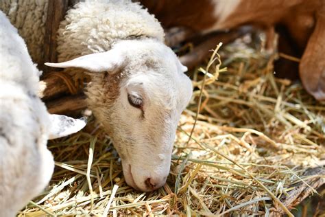 Sheep Eating Hay · Free Stock Photo