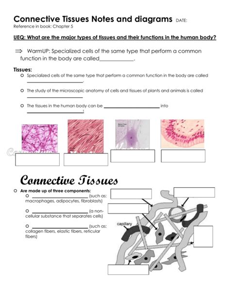 The Supportive Connective Tissues