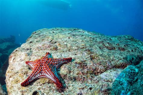 Estrellas De Mar En Un Paisaje Subacu Tico Colorido Del Fil N Foto De