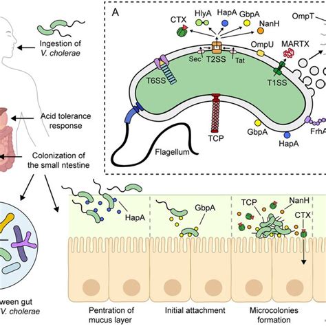 Pdf Vibrio Cholerae Classification Pathogenesis Immune Response And Trends In Vaccine