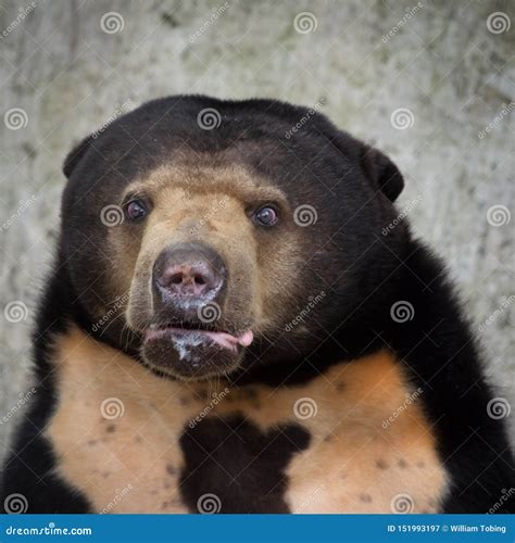 Honey Bear Stock Photos Download 1985 Royalty Free Photos