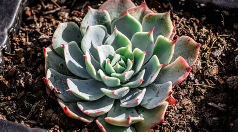 15 Succulents You Can Grow From Seed