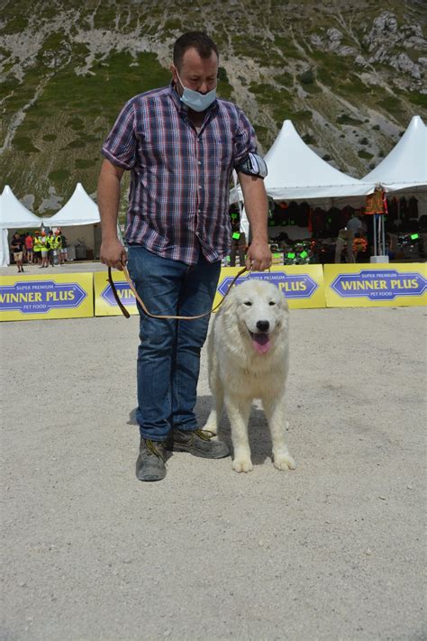 CELENZA DEL VELINO SIRENTE Allevamento Del Velino Sirente Cani Da