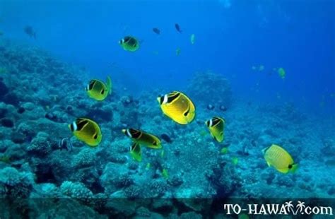 Butterflyfishes Chaetodontidae