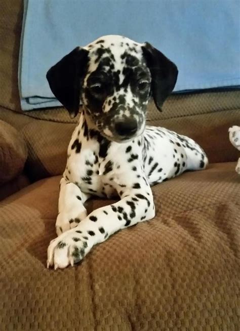 Adopt Tim On Petfinder Dalmatian Rescue Dalmatian Dogs Animals