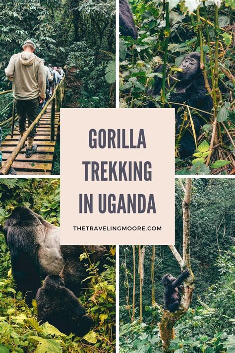 Three Day Gorilla Trekking Uganda Itinerary And Travel Guide Gorilla