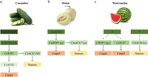 Flower Development And Sex Determination In Horticultural Crops