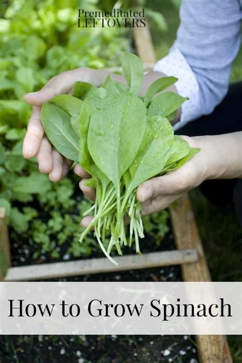 Tips For Growing Spinach In Your Garden This Year