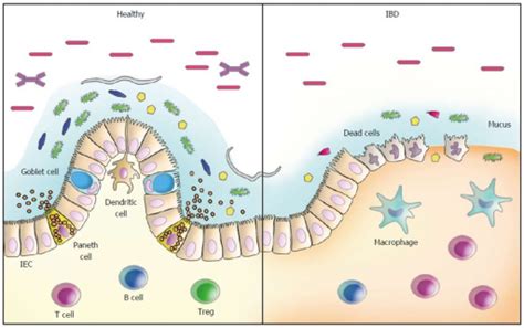 Schematic Model Of Host Microbiota Interactions In The Open I