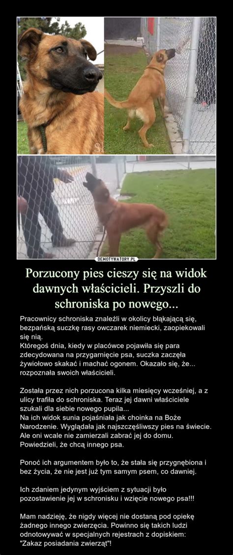 Porzucony pies cieszy się na widok dawnych właścicieli Przyszli do