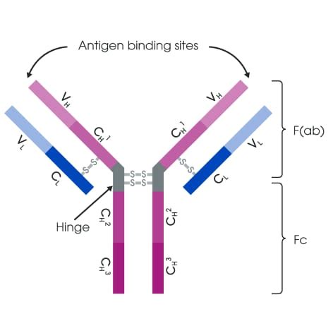 Guide to Antibody structure and isotypes | Abcam