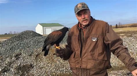 Rabbit Hunting Harris Hawk Youtube