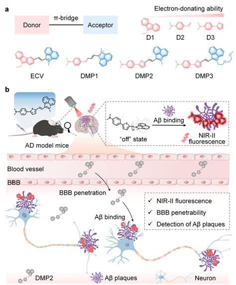 染料探针 激活型nir Ii荧光探针用于β 淀粉样蛋白的体内成像 知乎