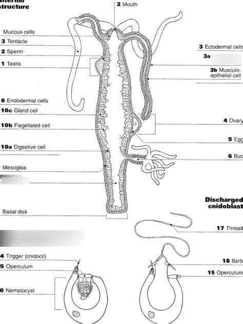 Phylum Cnidaria Diagram | Quizlet