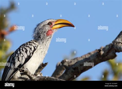 Südlicher Gelbschnabeltoko Southern yellow billed hornbill Tockus