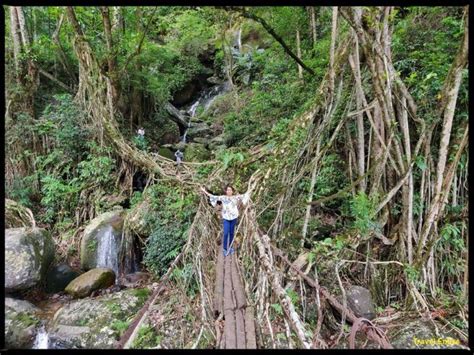 Double Decker Root Bridge – An Awesome Trekking Experience into the Forest of Cherrapunji ...