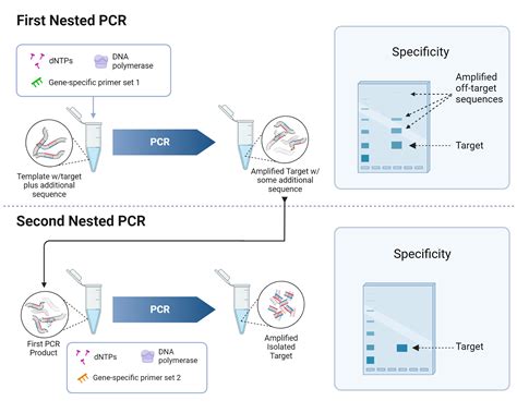 Nested PCR BioRender Science Templates