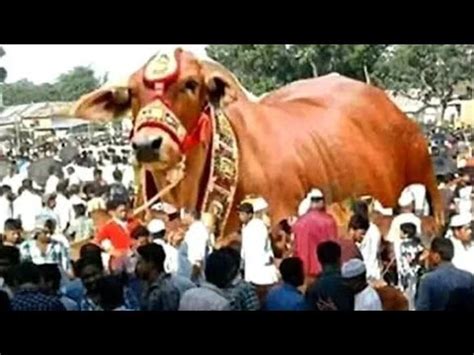 Bakara Eid 2020 Ka Sab Sa Bara Janwar Cow Mandi Eid Ul Adha 2020