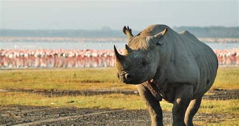 Lake Nakuru National Park Safari In Kenya