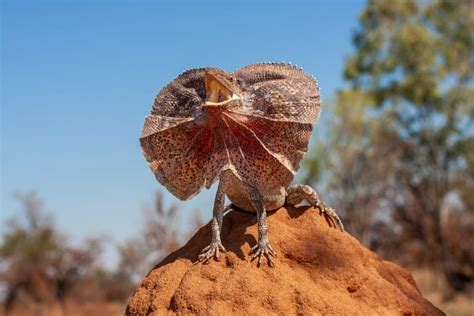 7 Fun Frilled Lizard Facts - Fact Animal