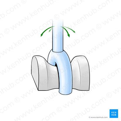 Saddle joints: Anatomy and movements | Kenhub