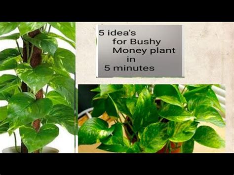 Money Plant Growing Ideas Money Plant Kaise Lagaye Money Plant Ka