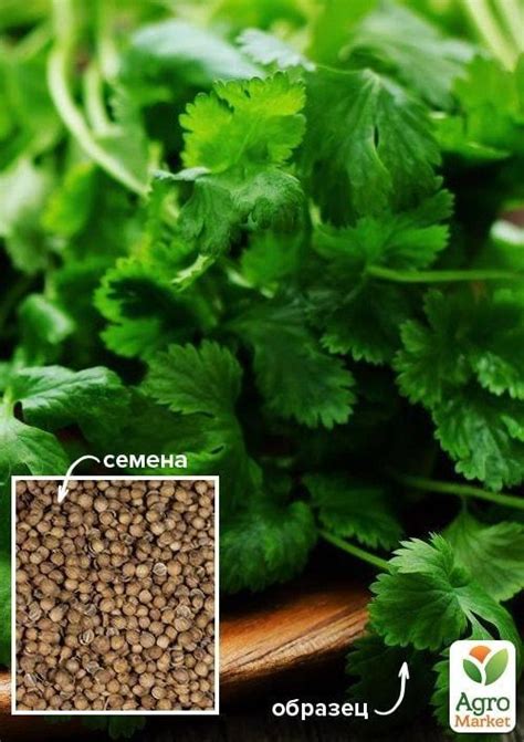 На развес Кориандр "Король рынка" ТМ "Весна" цена за 20г купить почтой ...