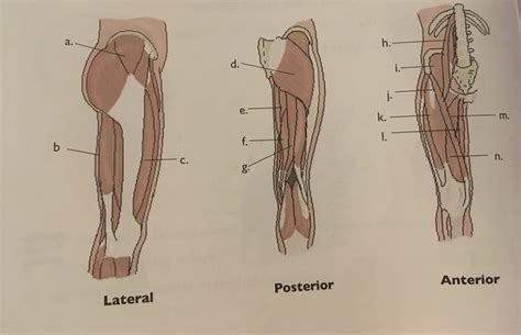 Leg Muscles Part A P Module Diagram Quizlet