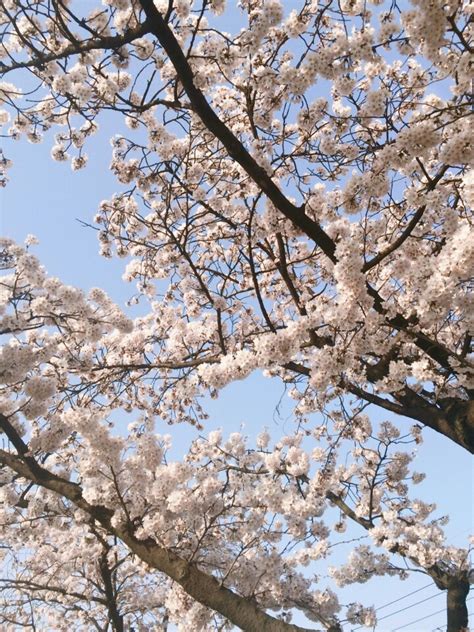 Cherry Blossoming In Mountain Apsan and Apsan Cafe Street of Daegu, South Korea