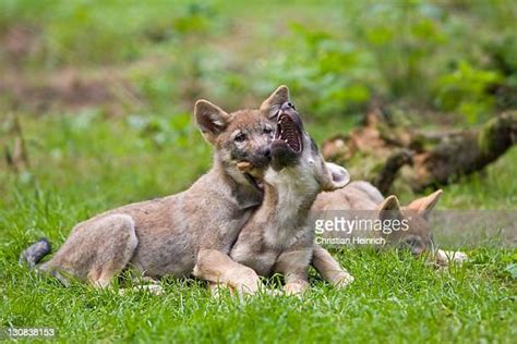 Wolf Pups Playing Photos and Premium High Res Pictures - Getty Images