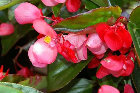 Dragon Wing Begonia Plant Care Plantly