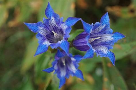 Gentiana Asclepiadea Willow Gentian Seed Etsy